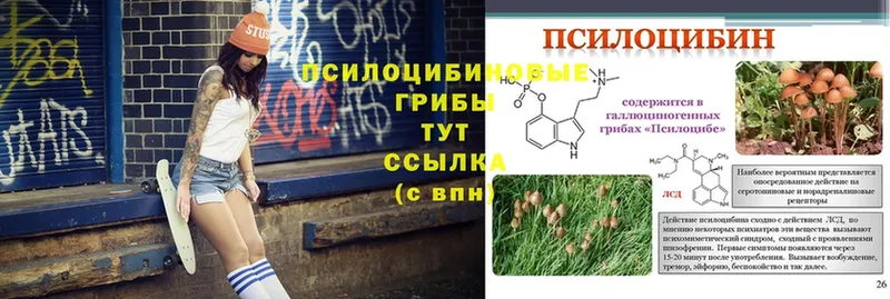 купить   Белореченск  Псилоцибиновые грибы MAGIC MUSHROOMS 